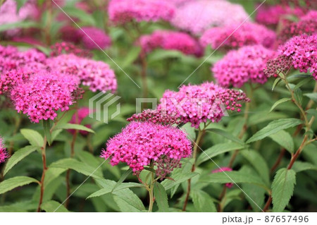 レッドリストにも入る貴少な植物シモツケの花 レッドリストにも入る貴少な植物シモツケの花 87657496