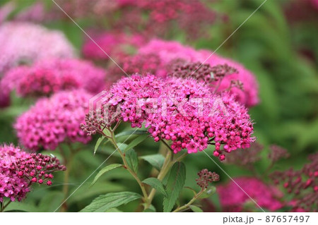 紅色の花が鮮やかで香り高いシモツケの花の写真素材