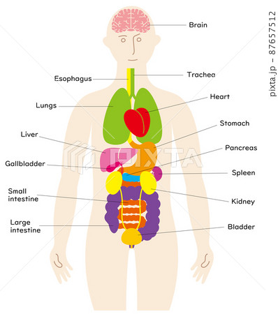人の体と脳と臓器の楽しいイラスト 前面に泌尿器 英語の名前入りのイラスト素材