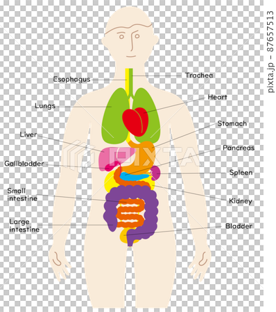 人の体と臓器の楽しいイラスト 英語の名前入りのイラスト素材
