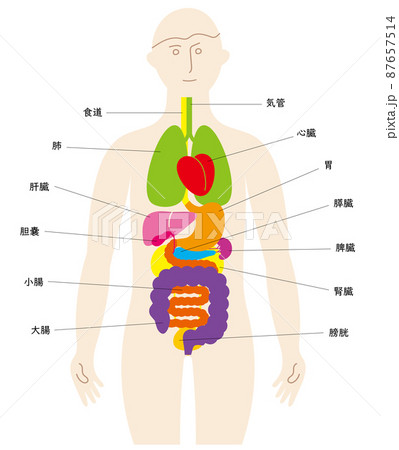 人の体と臓器の楽しいイラスト 日本語の名前入りのイラスト素材