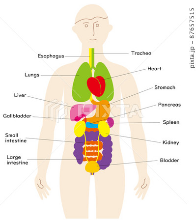 人の体と臓器の楽しいイラスト 前面に泌尿器 英語の名前入りのイラスト素材
