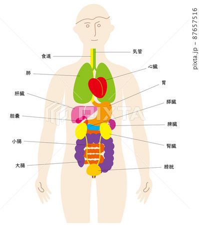 人の体と臓器の楽しいイラスト、前面に泌尿器、日本語の名前入り 87657516