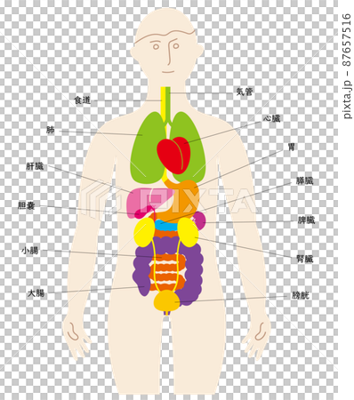 人の体と臓器の楽しいイラスト、前面に泌尿器、日本語の名前入り 87657516