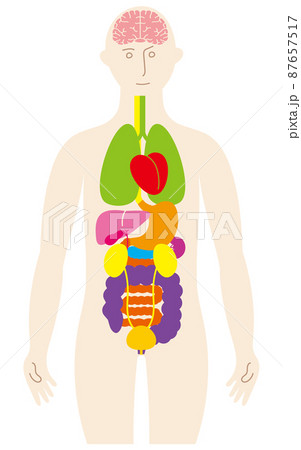 人の体と脳と臓器のカラフルで楽しいイラスト、前面に泌尿器 87657517