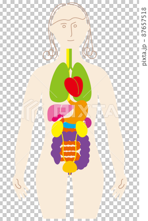 女性身體和器官的彩色和有趣的插圖,前面的泌尿系統 女性身體和器官的彩色和有趣的插圖,前面的泌尿系統 87657518