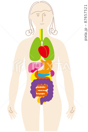 女性の体と臓器のカラフルで楽しいイラストのイラスト素材