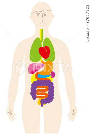 人の体と臓器のカラフルで楽しいイラストのイラスト素材