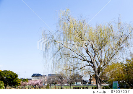 一花咲かせた枝垂れ梅 一花咲かせた枝垂れ梅 87657557