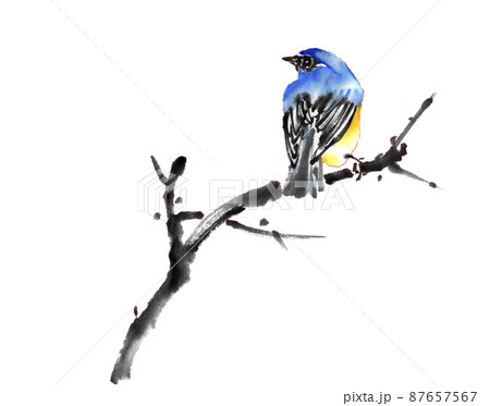 水墨画技法で描いたルリビタキのイラスト素材 [87657567] - PIXTA