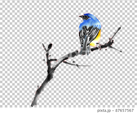 水墨画技法で描いたルリビタキのイラスト素材 [87657567] - PIXTA