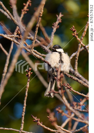 手賀沼の野鳥冬　シジュウカラ 87657632