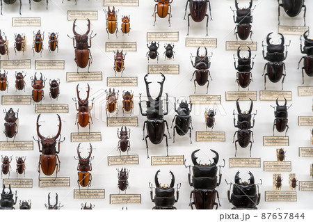 世界中の様々なクワガタムシの標本の写真素材 [87657844] - PIXTA