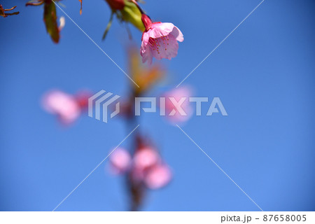 緋寒桜 緋寒桜 87658005