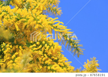 満開のミモザアカシアの花　 87658191