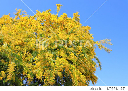 満開のミモザアカシアの花　 87658197