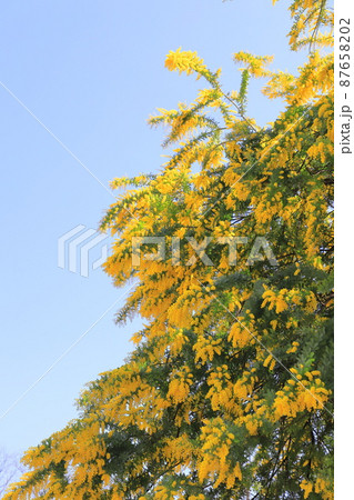 満開のミモザアカシアの花　 87658202