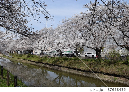 満開の桜が続く風景と川 満開の桜が続く風景と川 87658436