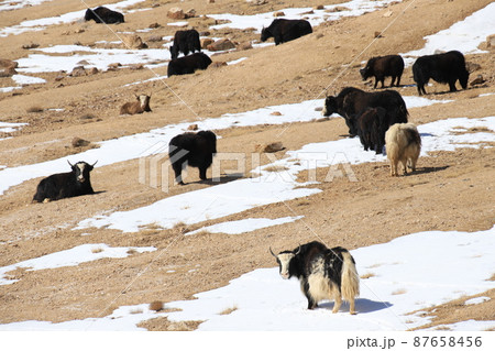 パミール高原　ヤク 87658456