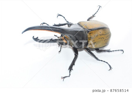 ヘラクレスオオカブトのヘラクレスヘラクレス　白背景 87658514