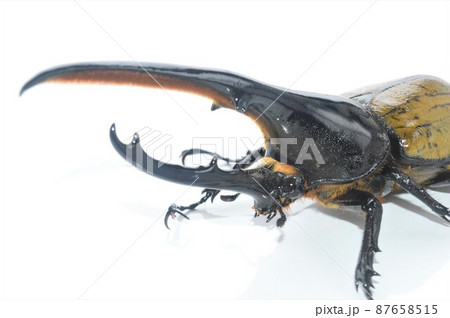ヘラクレスオオカブトのヘラクレスヘラクレス 白背景 ヘラクレスオオカブトのヘラクレスヘラクレス 白背景 87658515