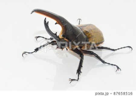 ヘラクレスオオカブトのヘラクレスヘラクレス　白背景 87658516