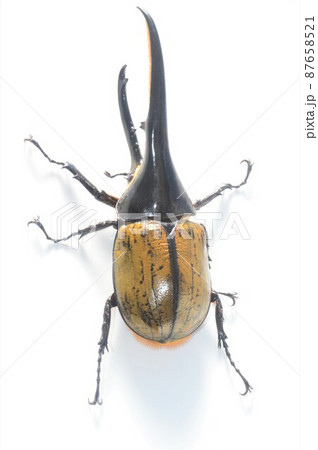 ヘラクレスオオカブトのヘラクレスヘラクレス 白背景 ヘラクレスオオカブトのヘラクレスヘラクレス 白背景 87658521