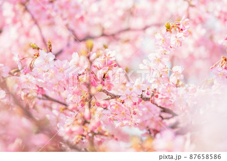 【春】桜の花　河津桜 87658586