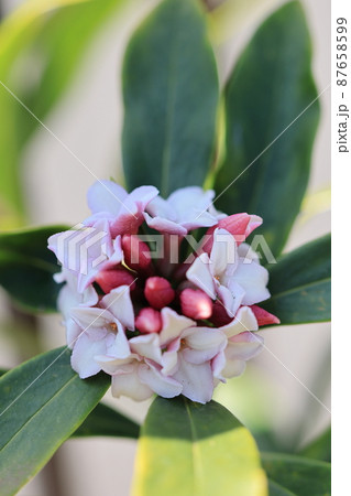 沈丁花　0001 87658599