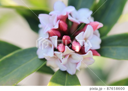 沈丁花 0002 沈丁花 0002 87658600