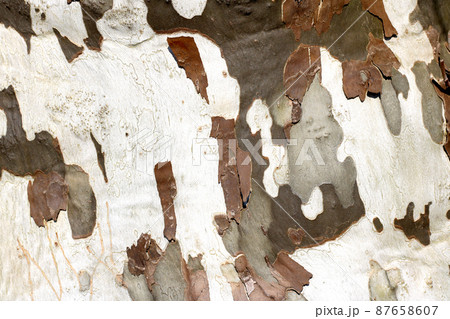 Sycamore tree bark 87658607