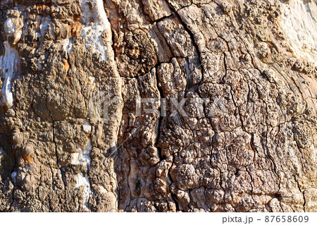 Tree Trunk and Bark Tree Trunk and Bark 87658609