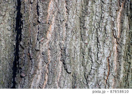 Tree Trunk and Bark Tree Trunk and Bark 87658610
