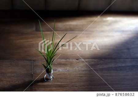木製テーブルの上に置かれた手作りアルミワイヤーホルダーとエアープランツ(メラノクラテル) 木製テーブルの上に置かれた手作りアルミワイヤーホルダーとエアープランツ(メラノクラテル) 87658632