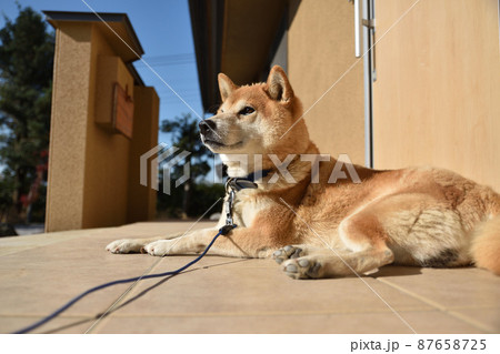 柴犬 しばいぬ シバイヌ shiba-inu 柴犬 しばいぬ シバイヌ shiba-inu 87658725