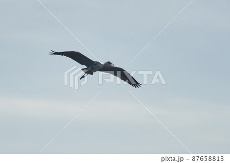 手賀沼の野鳥冬 アオサギ 手賀沼の野鳥冬 アオサギ 87658813