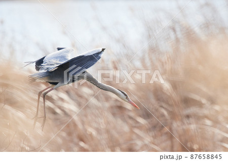 手賀沼の野鳥冬 アオサギ 手賀沼の野鳥冬 アオサギ 87658845
