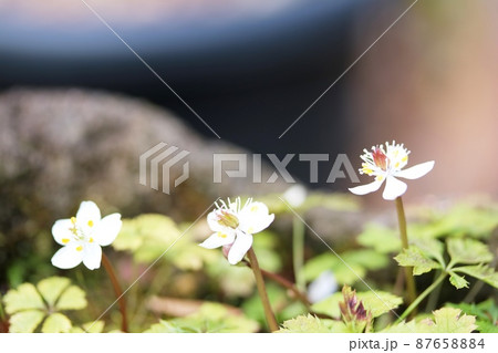 花の季節が終わる セツブンソウ 節分草 の写真素材