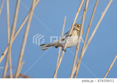 手賀沼の野鳥冬 オオジュリン 手賀沼の野鳥冬 オオジュリン 87659051