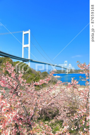 【愛媛県】快晴下の来島海峡大橋と満開の河津桜 87659168