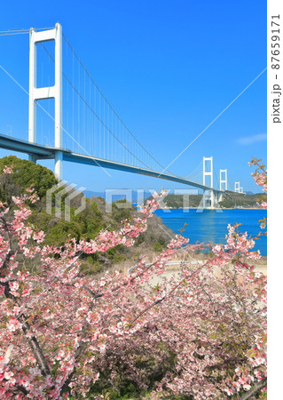 【愛媛県】快晴下の来島海峡大橋と満開の河津桜 87659171