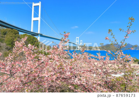 【愛媛県】快晴下の来島海峡大橋と満開の河津桜 【愛媛県】快晴下の来島海峡大橋と満開の河津桜 87659173