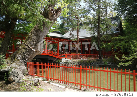 信州上田の春 生島足島神社 御本社(拝殿) 信州上田の春 生島足島神社 御本社(拝殿) 87659313