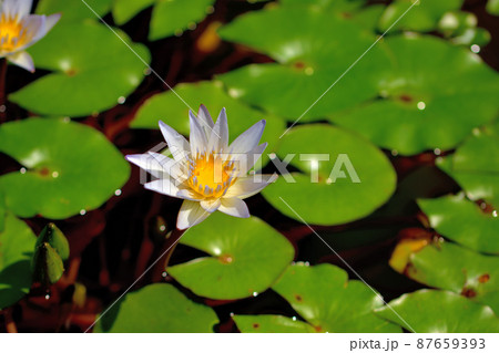 大船フラワー・水連 87659393