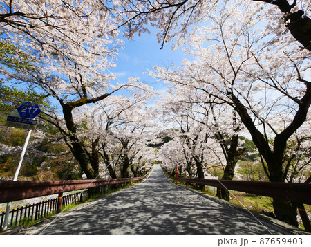 改修前の坂戸橋の桜並木　桜のトンネル 87659403