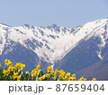 黄色スイセンと駒ヶ岳千畳敷 87659404