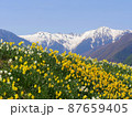 黄色のスイセンとまだ雪の残る駒ヶ岳千畳敷 87659405