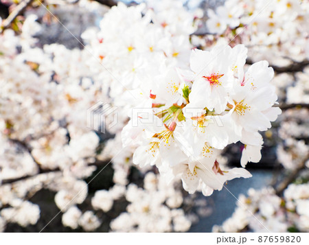 桜 桜 87659820
