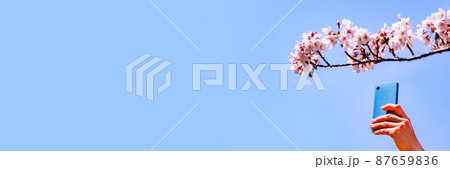 桜 を スマホ で 撮影 する 【 春 の 花見 の イメージ 】 桜 を スマホ で 撮影 する 【 春 の 花見 の イメージ 】 87659836