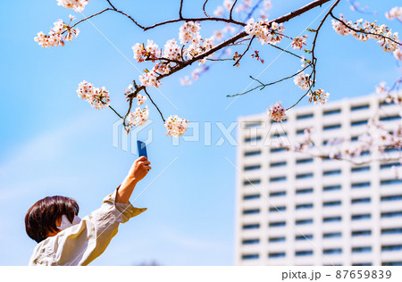 桜 を スマホ で 撮影 する 【 春 の 花見 の イメージ 】 桜 を スマホ で 撮影 する 【 春 の 花見 の イメージ 】 87659839